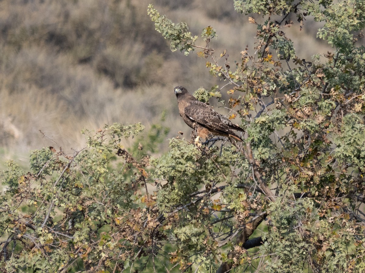 Red-tailed Hawk (calurus/alascensis) - ML615759632