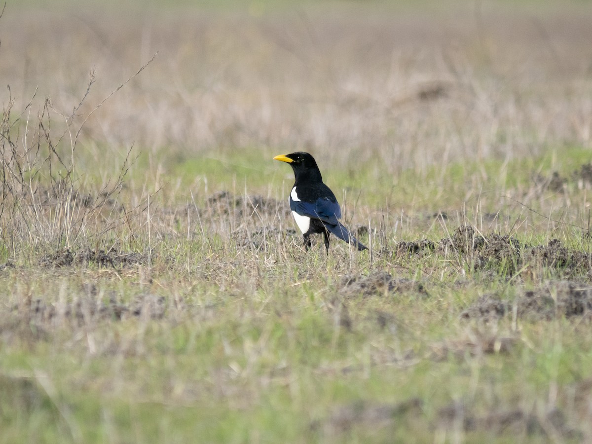 Yellow-billed Magpie - Caitlin Chock