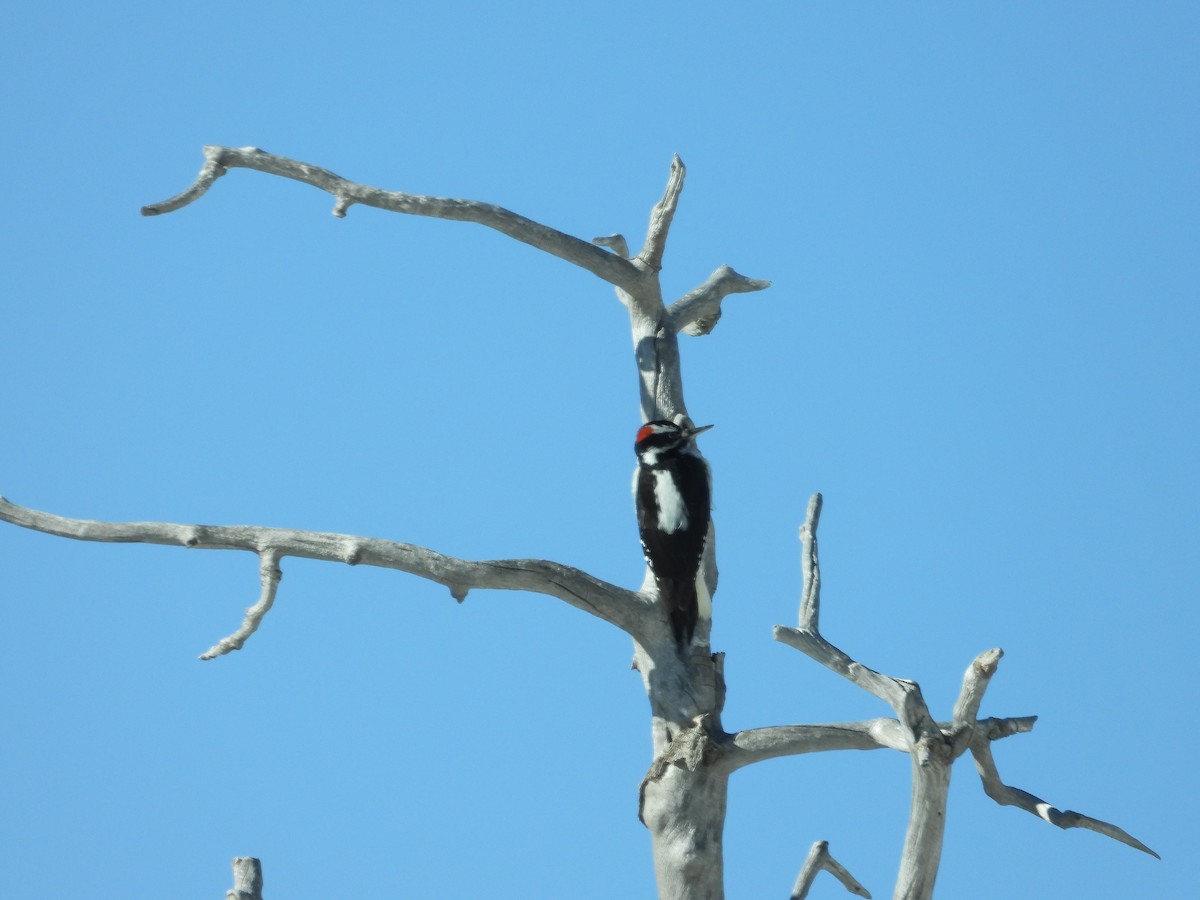 Hairy Woodpecker (Rocky Mts.) - ML615759807