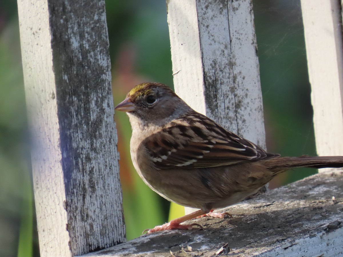 Golden-crowned Sparrow - Gayle Dangers-Meusel