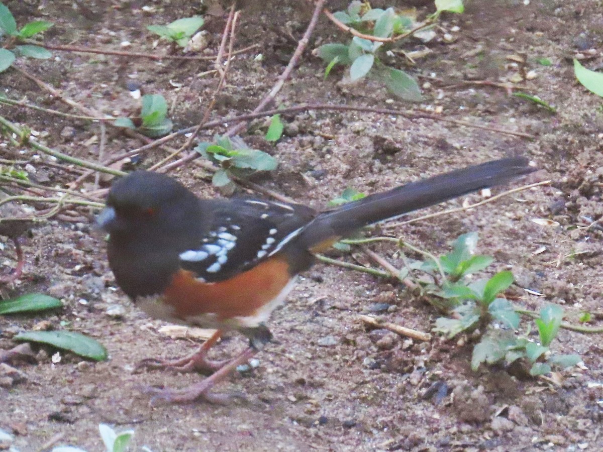 Spotted Towhee - Gayle Dangers-Meusel