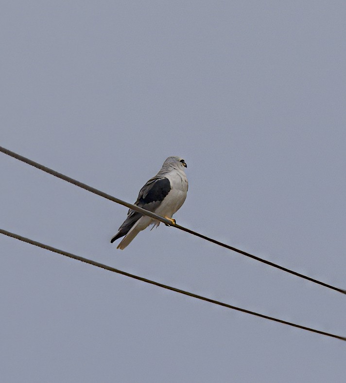 White-tailed Kite - ML615759991