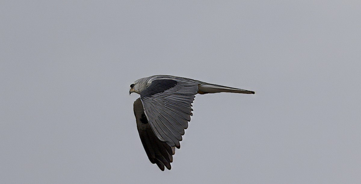 White-tailed Kite - ML615759992