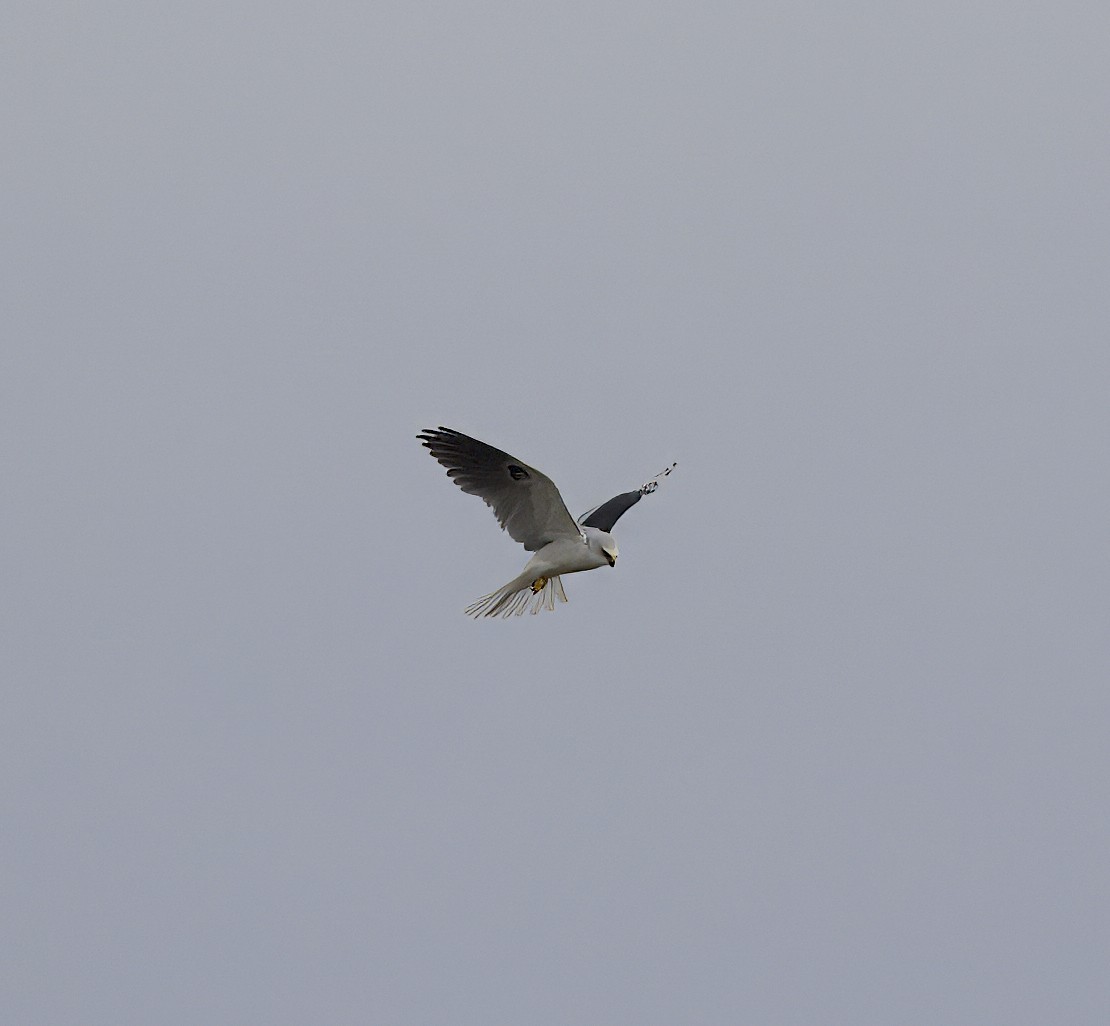 White-tailed Kite - ML615759993