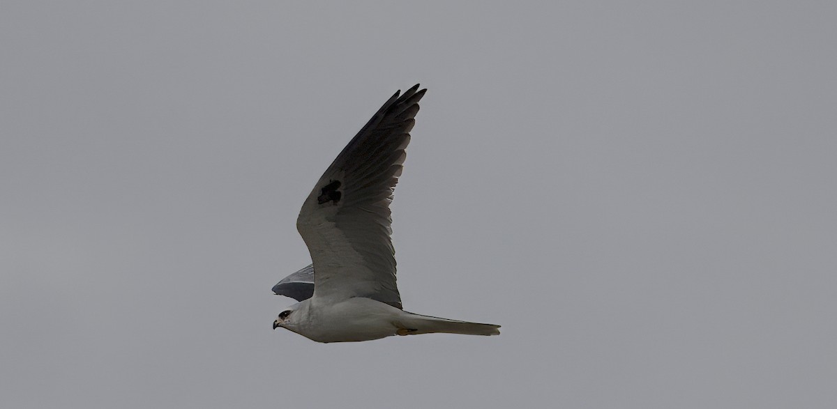 White-tailed Kite - ML615759994
