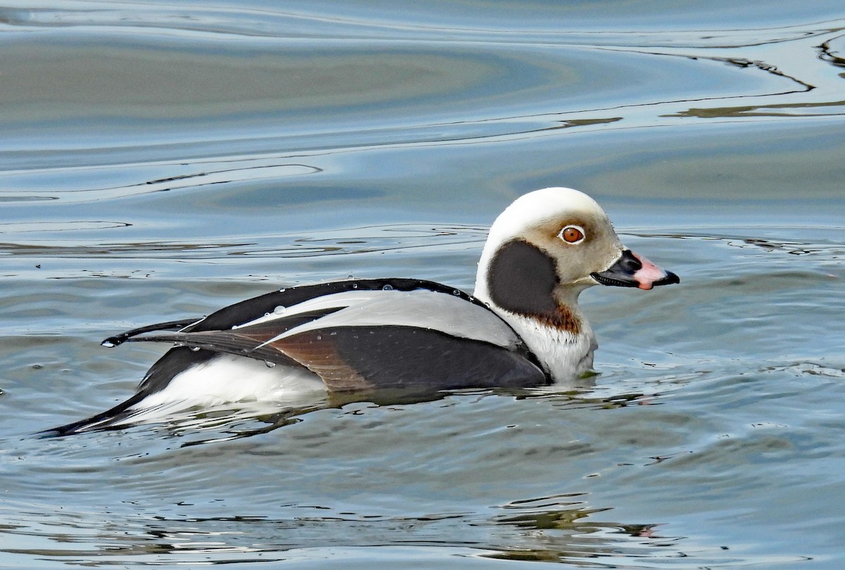 Long-tailed Duck - Don Gorney