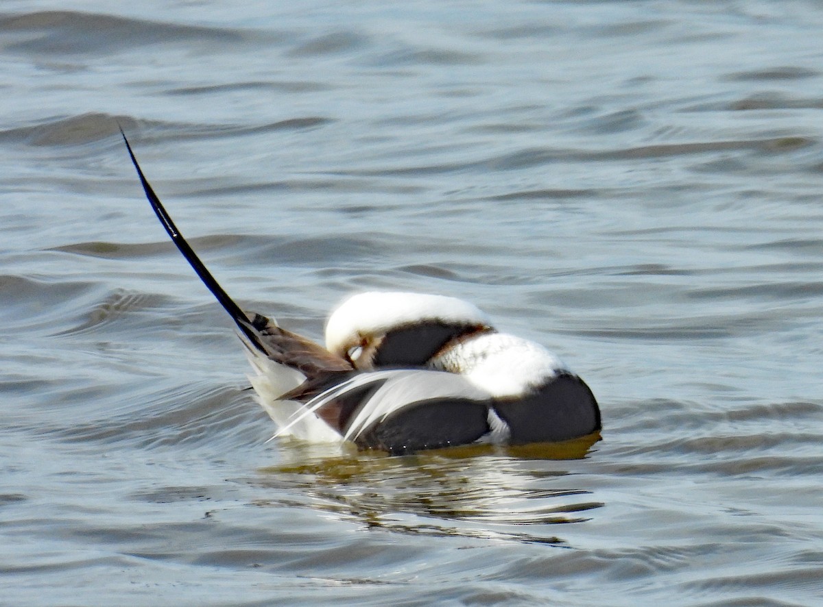 Long-tailed Duck - ML615760083