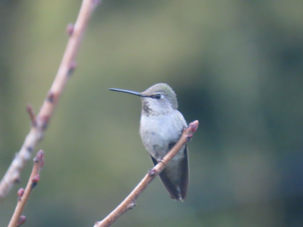 Anna's Hummingbird - ML615760268