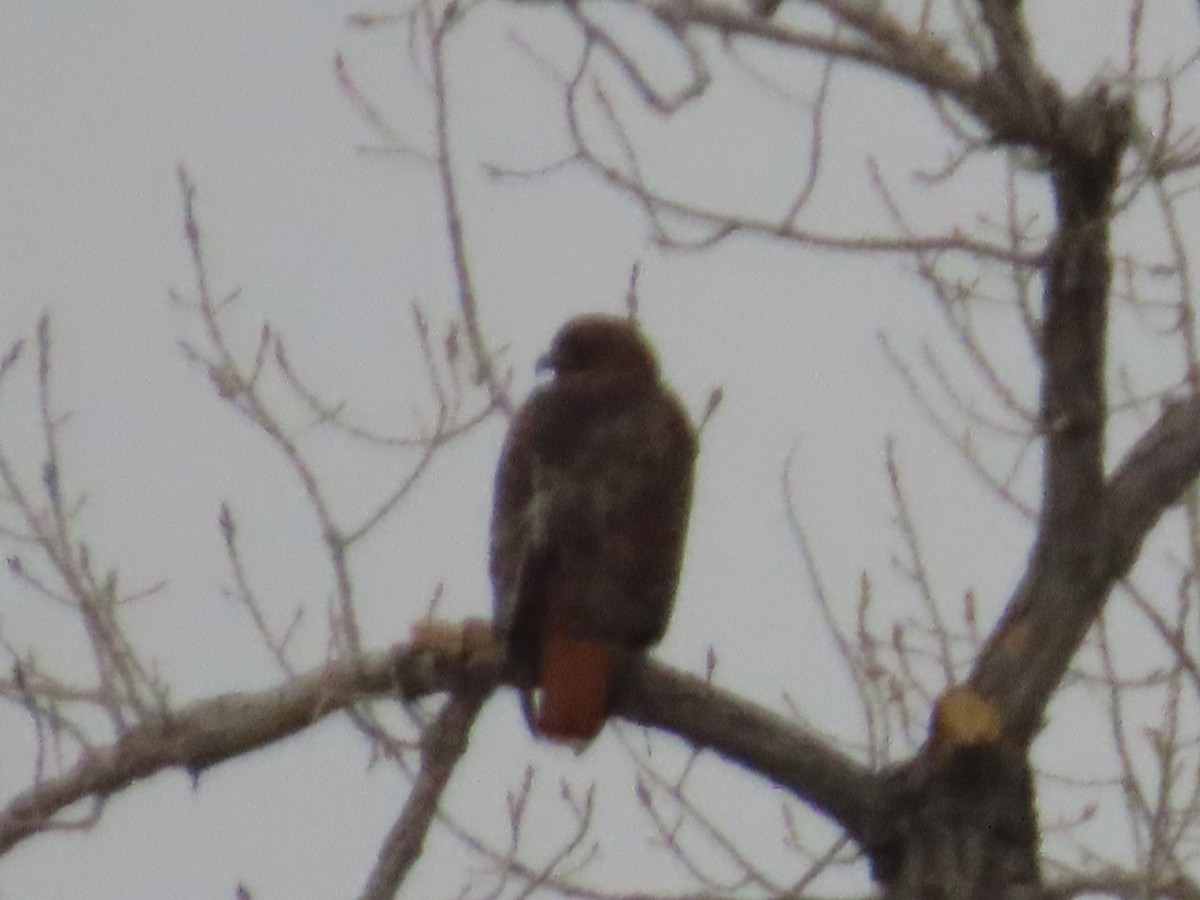Red-tailed Hawk - ML615760348