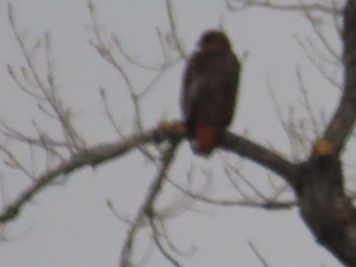 Red-tailed Hawk - ML615760349