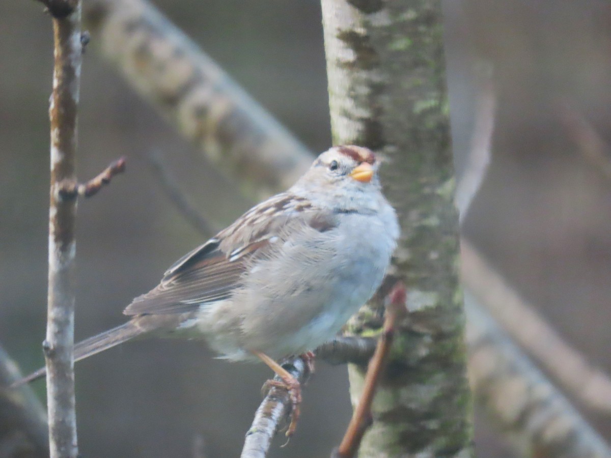 White-crowned Sparrow - ML615760353