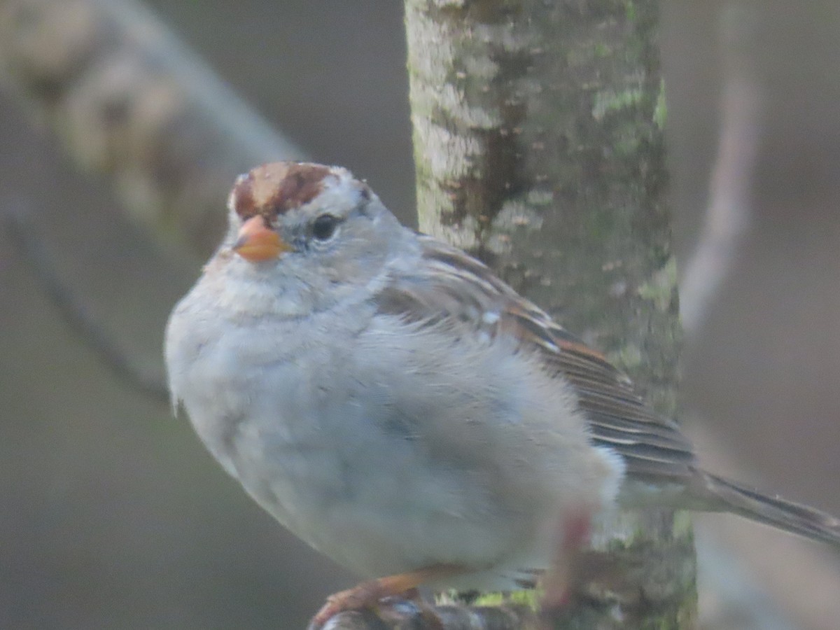 White-crowned Sparrow - ML615760354