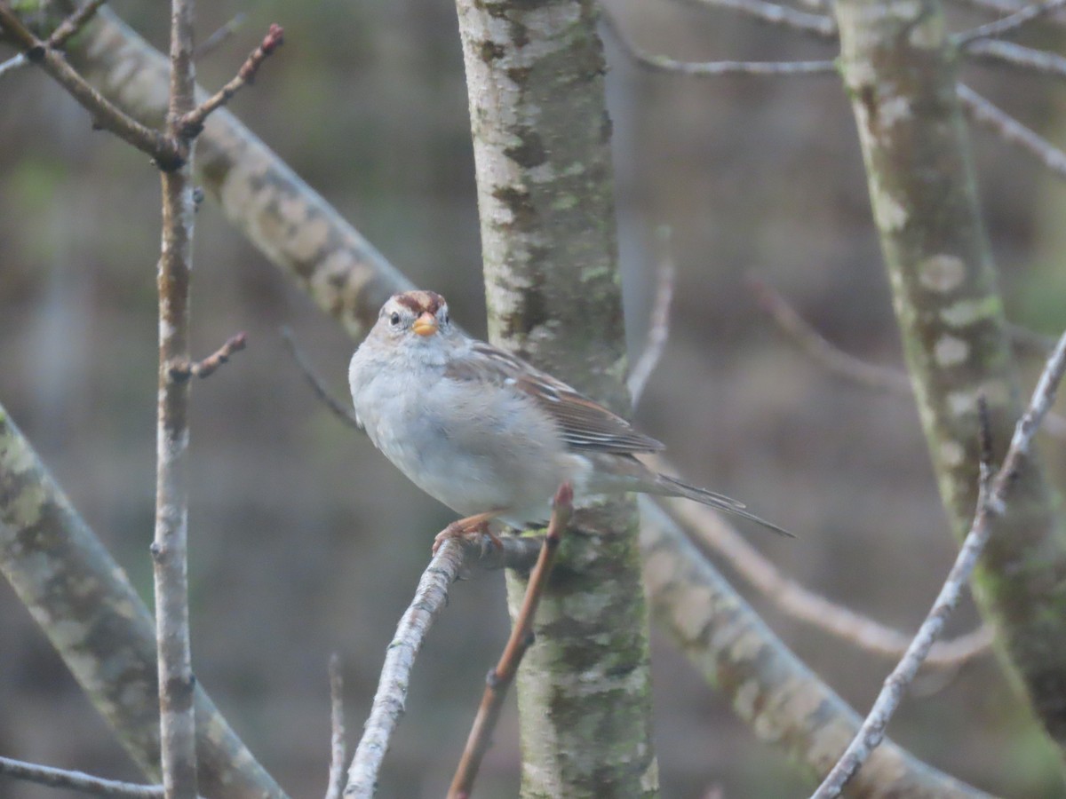 White-crowned Sparrow - ML615760355