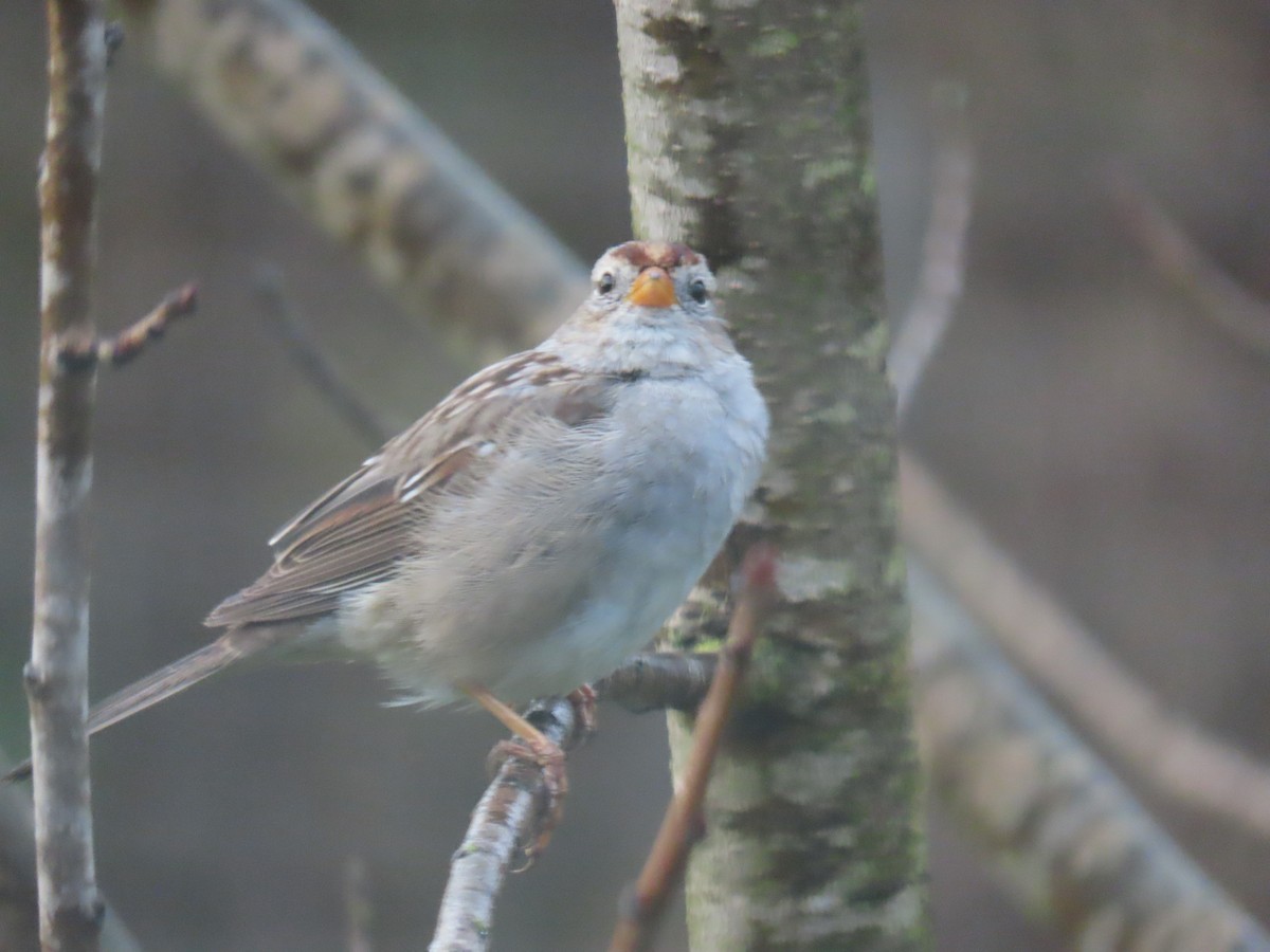 White-crowned Sparrow - Gayle Dangers-Meusel