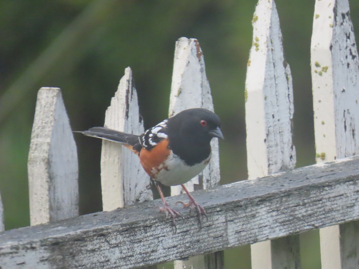 Spotted Towhee - Gayle Dangers-Meusel