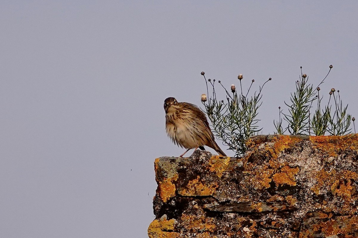 Meadow Pipit - ML615760446