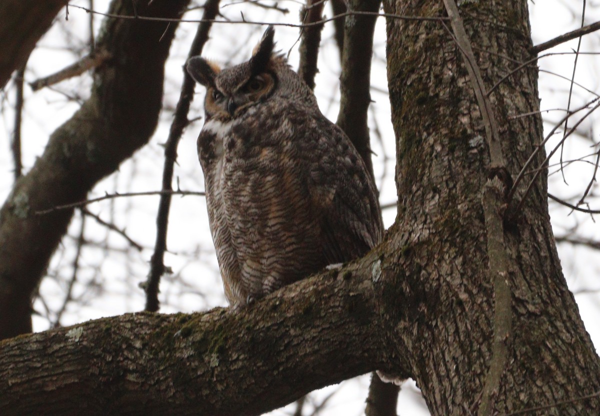 Great Horned Owl - MA 2
