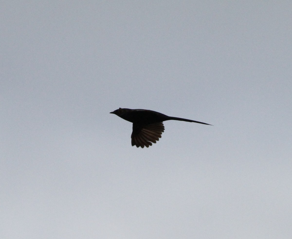 Narrow-tailed Starling - ML615761595