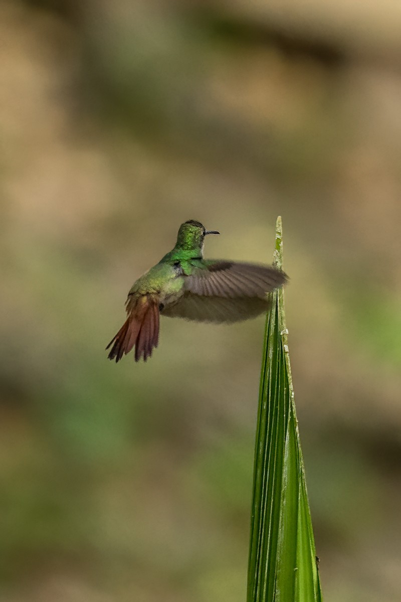 Rufous-tailed Hummingbird (Rufous-tailed) - ML615761651