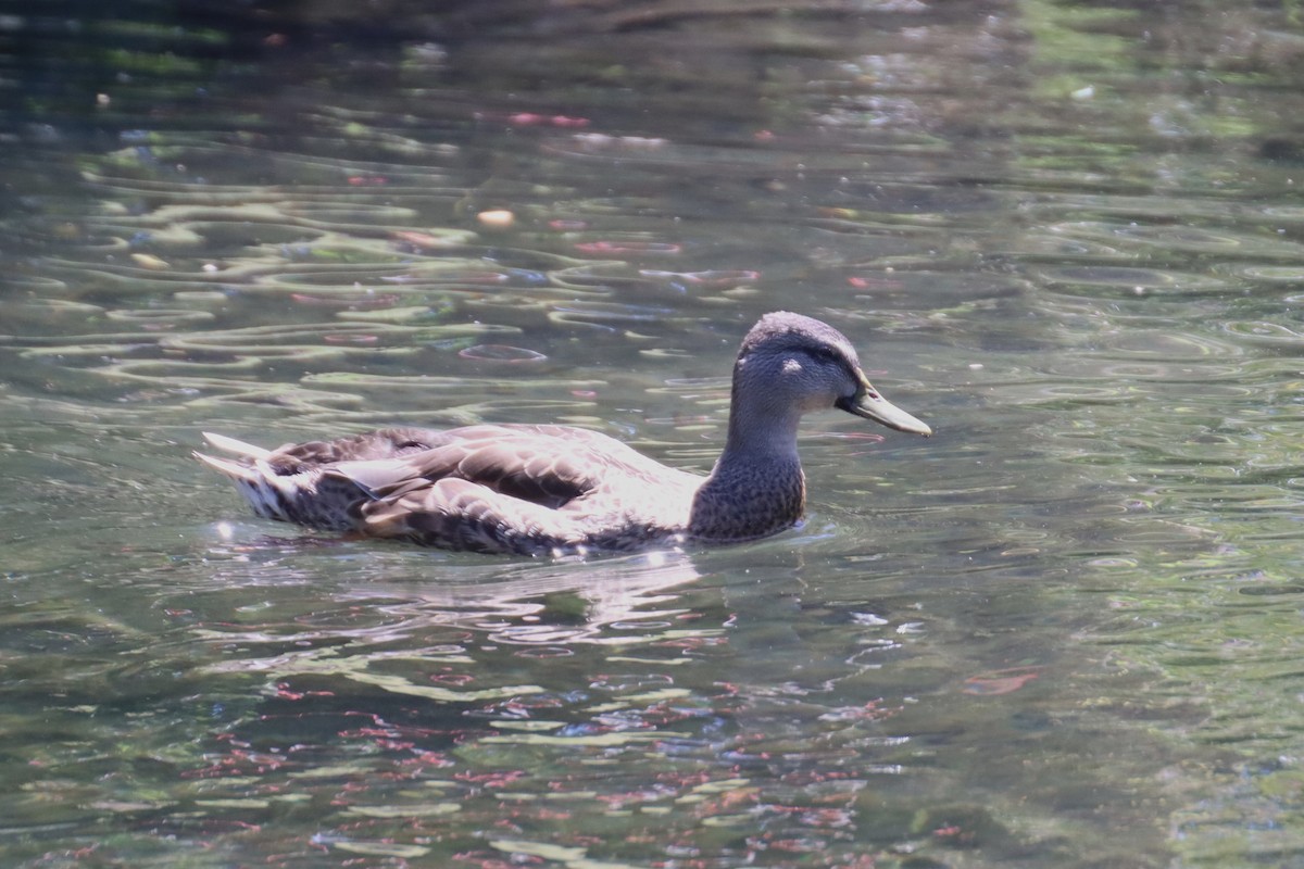 Mallard x Pacific Black Duck (hybrid) - ML615761768