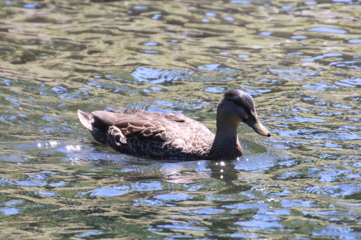 Mallard x Pacific Black Duck (hybrid) - Kathy Mihm Dunning