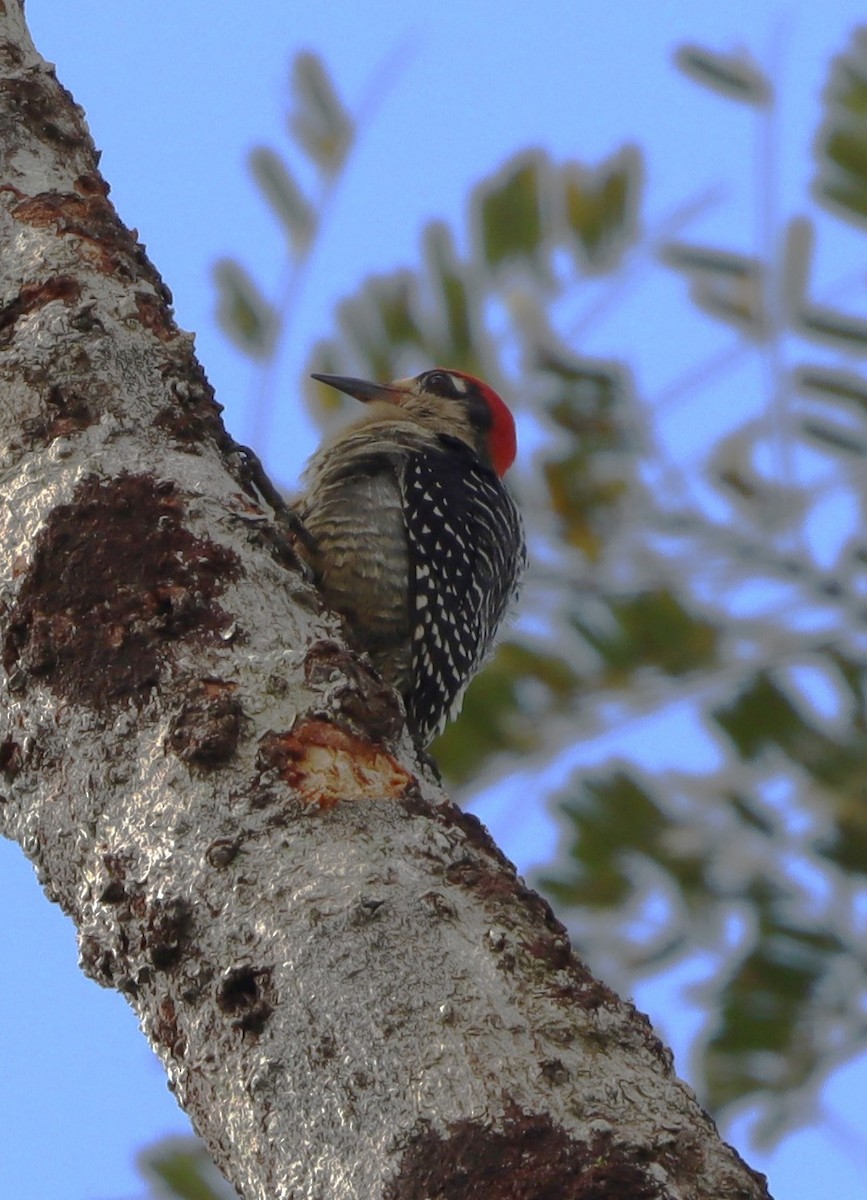 Black-cheeked Woodpecker - ML615761882