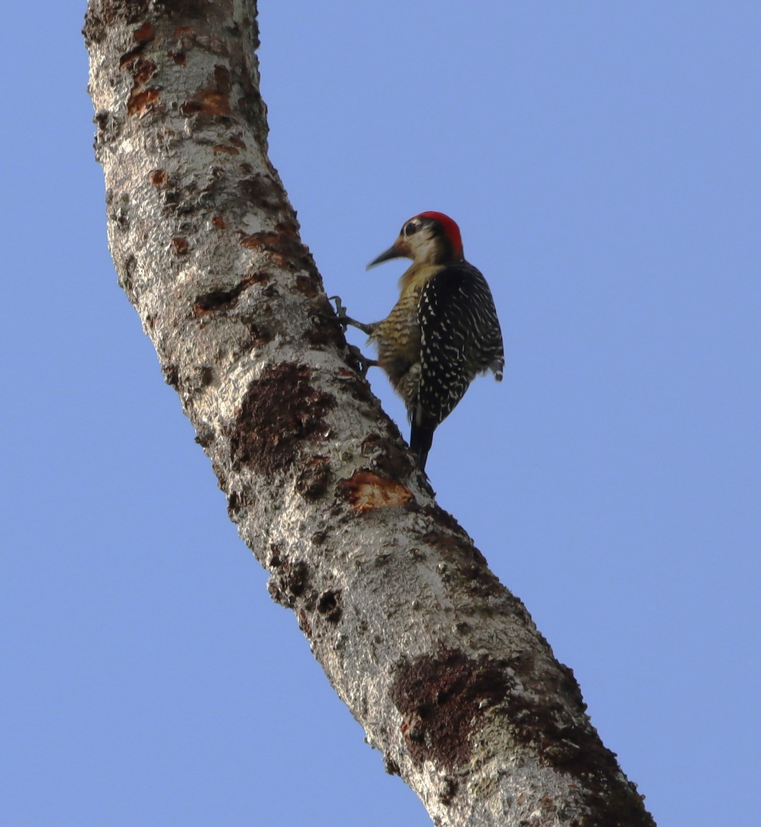 Black-cheeked Woodpecker - ML615761906