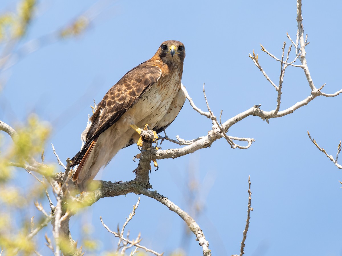 Red-tailed Hawk - ML615761912
