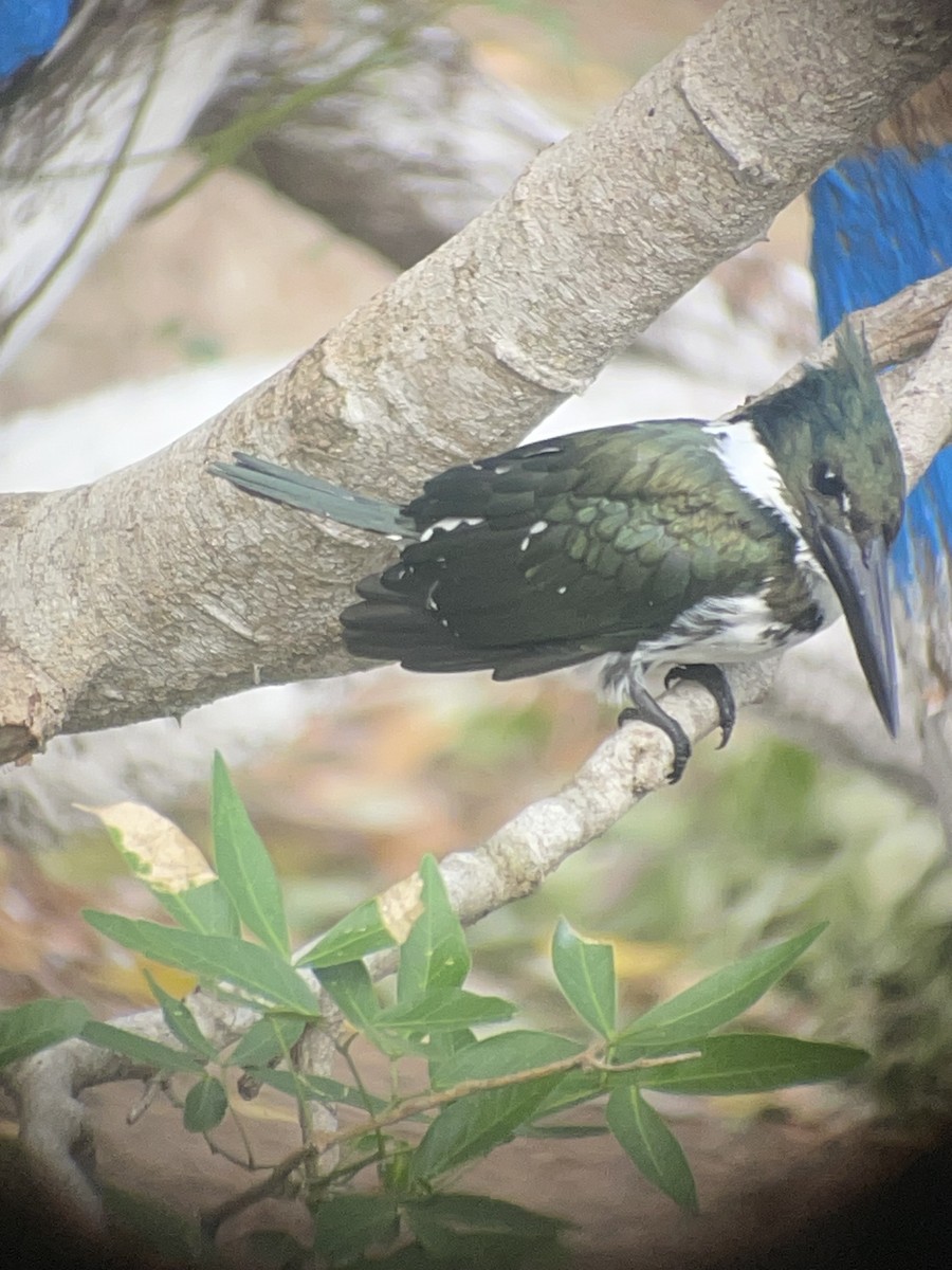Amazon Kingfisher - George Chater