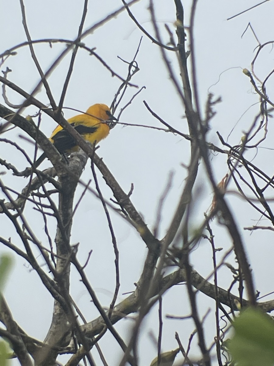 Yellow Oriole - George Chater