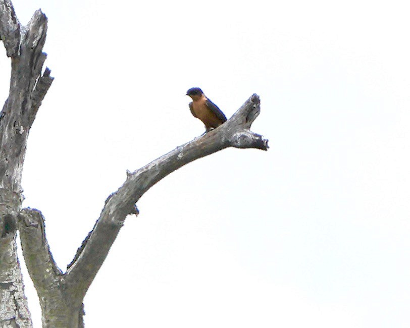 Rufous-chested Swallow - ML615762435