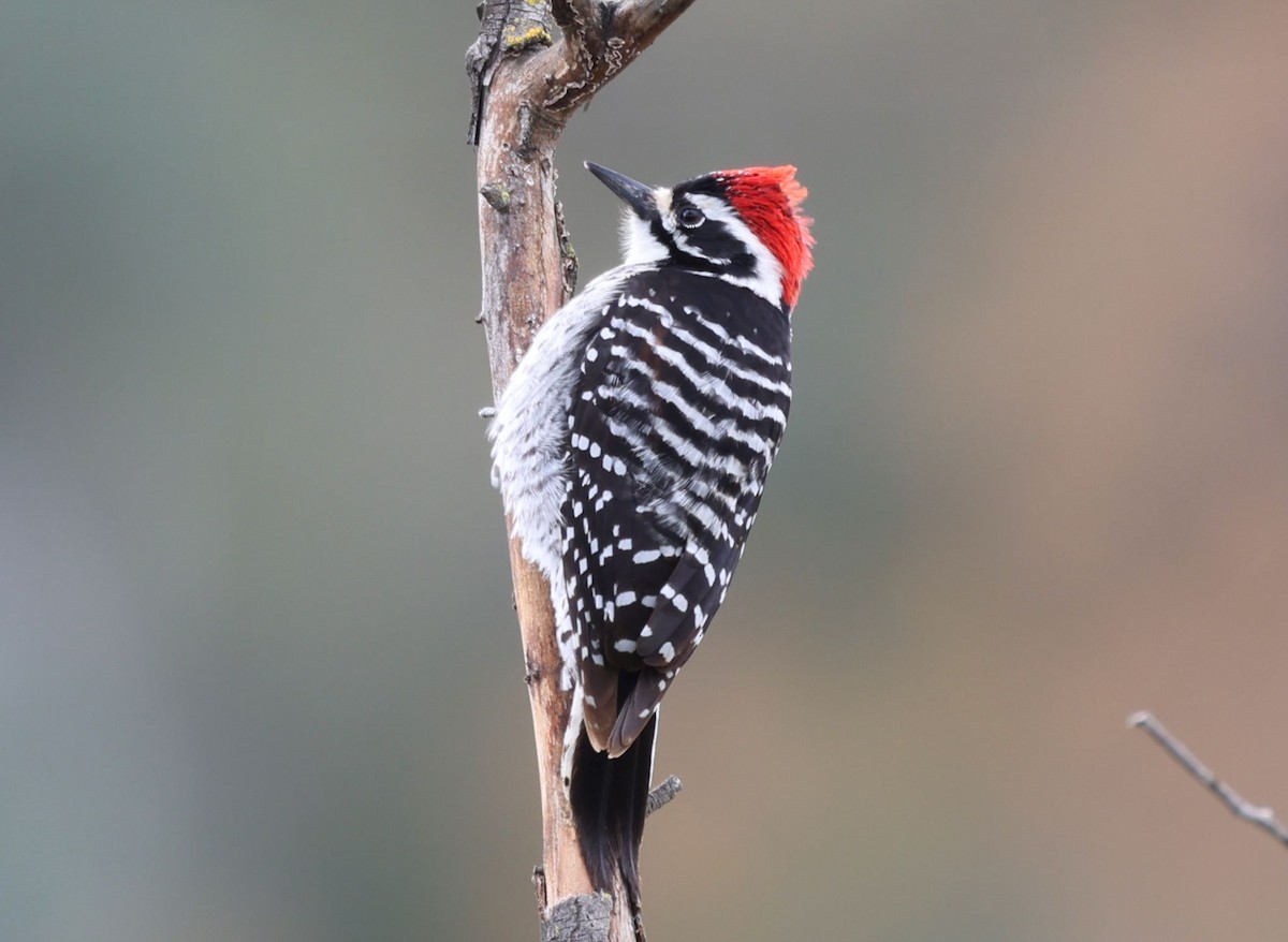 Nuttall's Woodpecker - ML615762522
