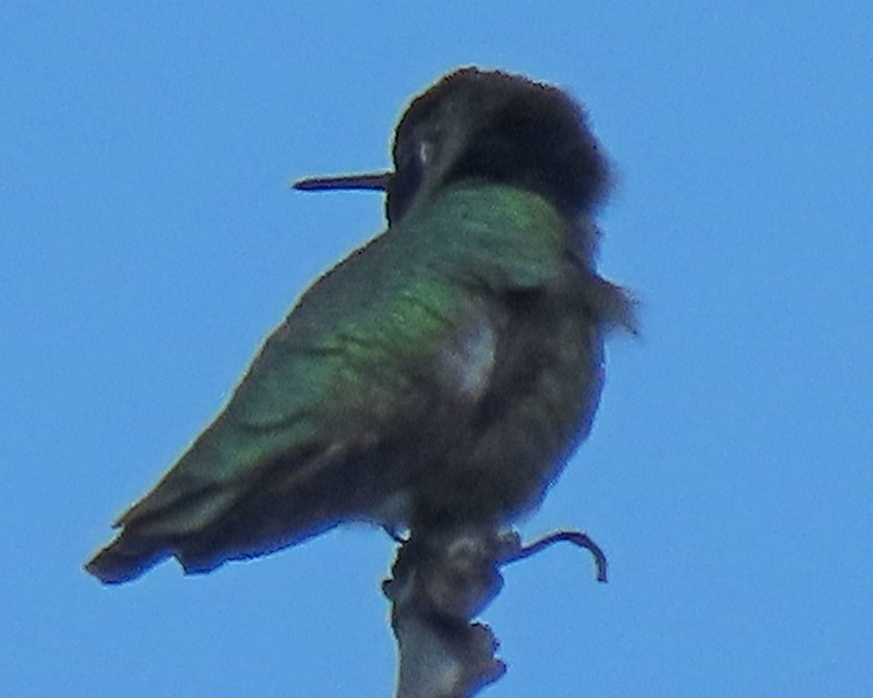Anna's Hummingbird - ML615762730