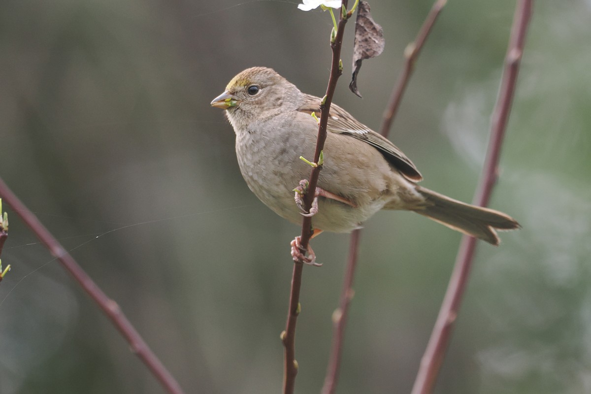 Golden-crowned Sparrow - ML615762910