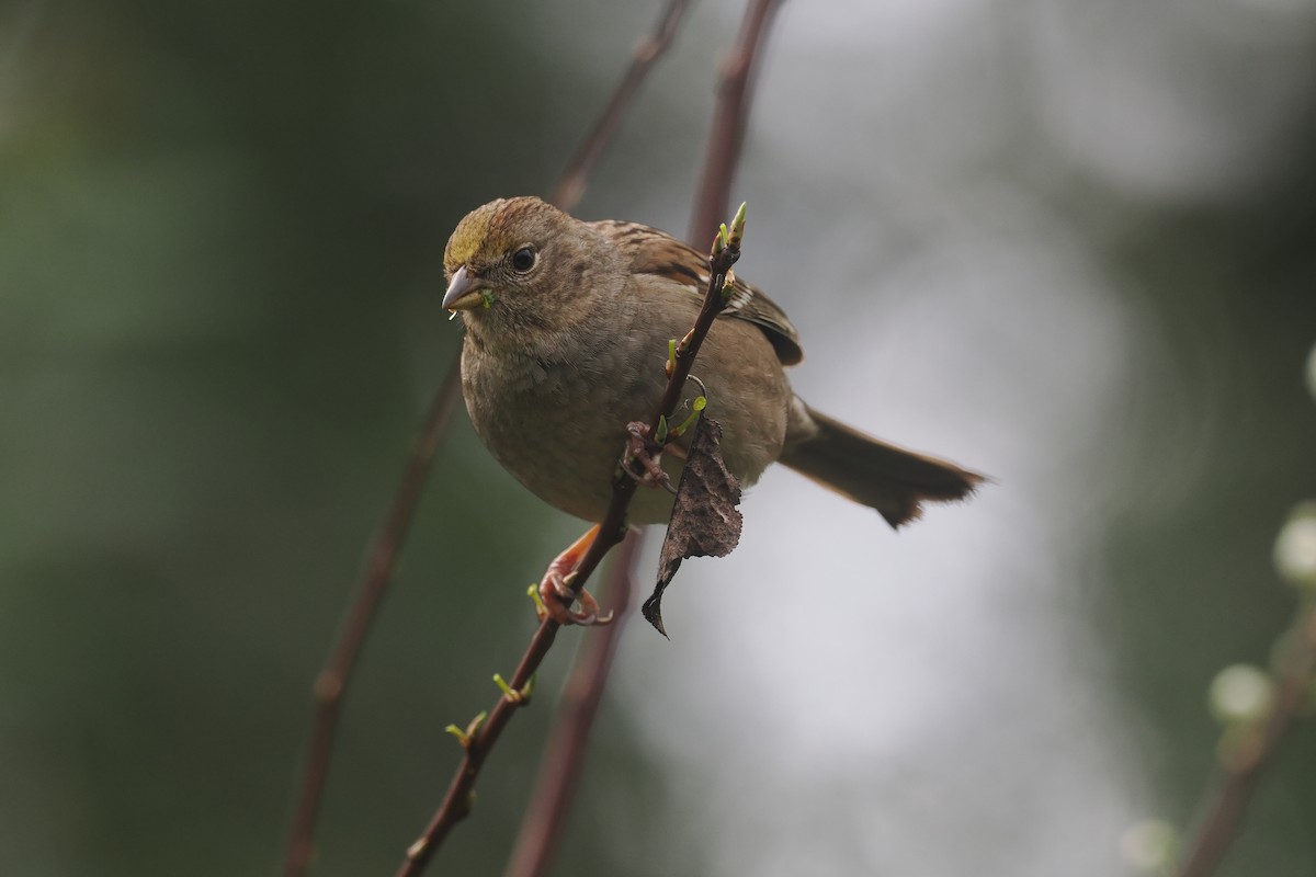 Golden-crowned Sparrow - ML615762912