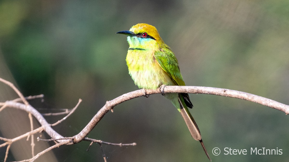 Asian Green Bee-eater - Steve McInnis