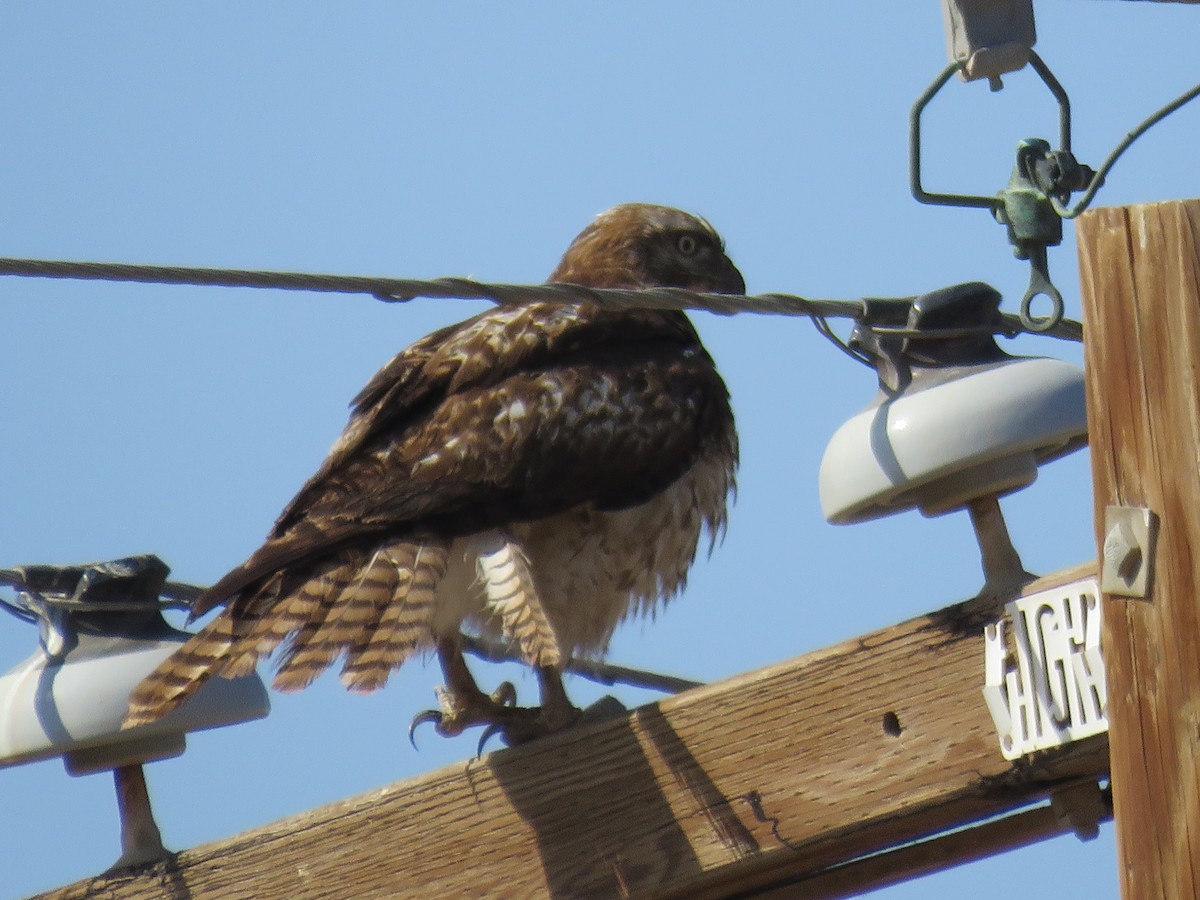 Red-tailed Hawk - ML615763039