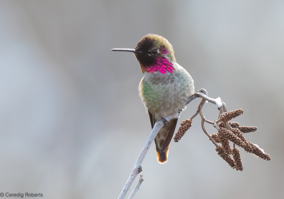 Anna's Hummingbird - ML615763084