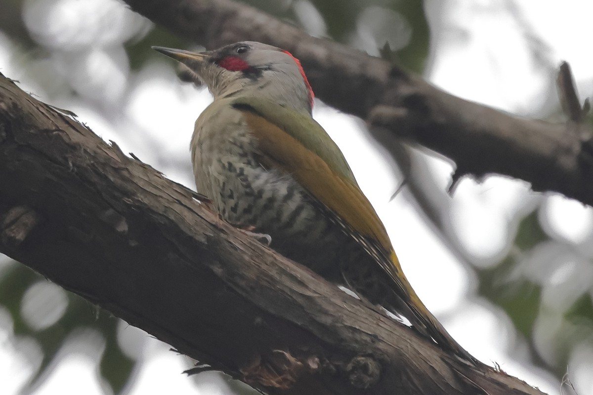 Japanese Woodpecker - ML615763115