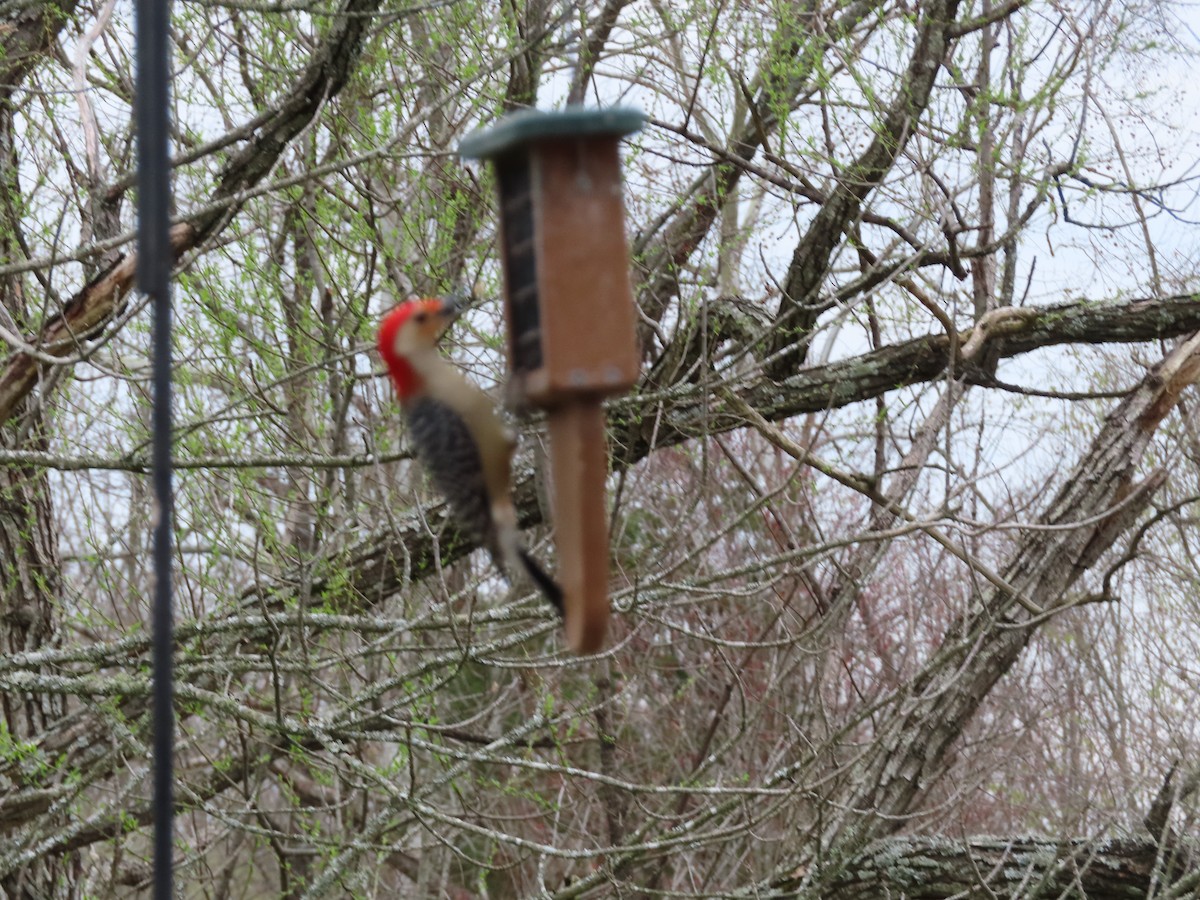 Red-bellied Woodpecker - ML615763203