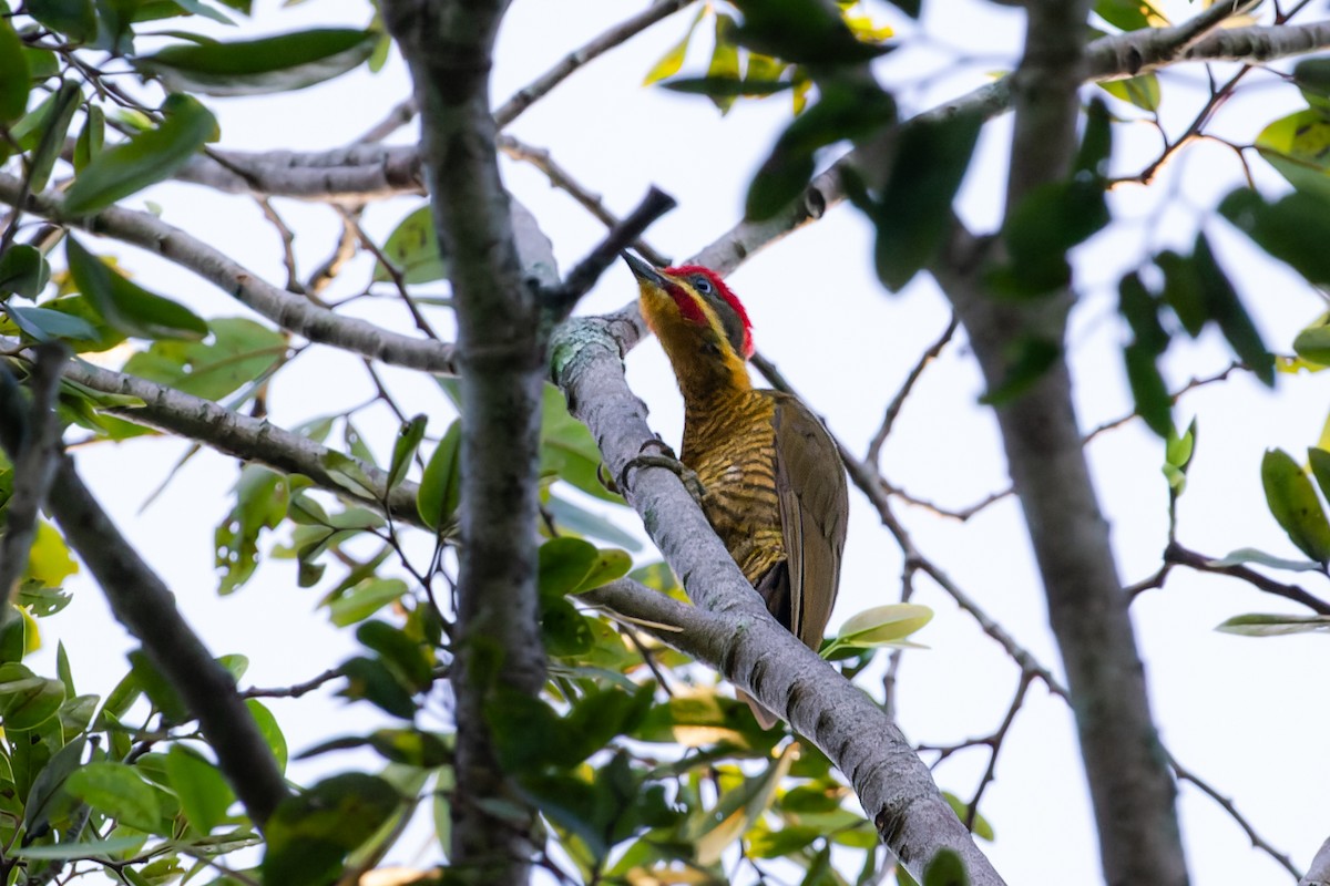 Golden-green Woodpecker (Golden-green) - ML615763276