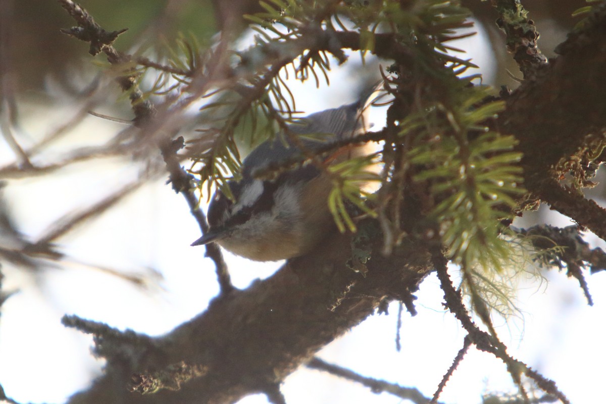 Red-breasted Nuthatch - ML615763338