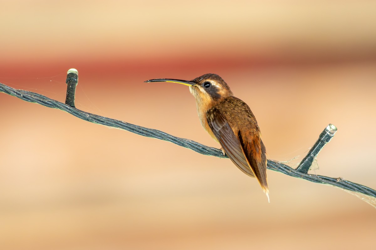 Stripe-throated Hermit - Francis Canto Jr