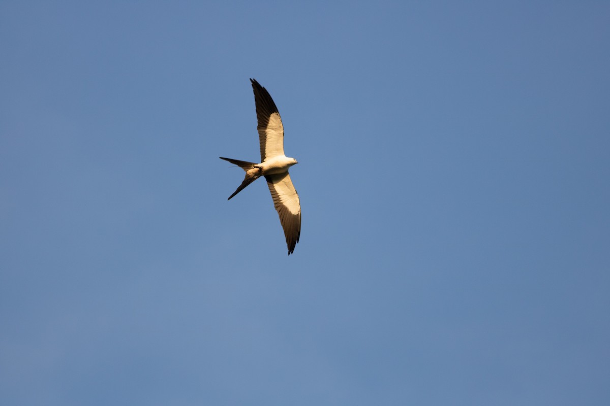 Swallow-tailed Kite - ML615763541