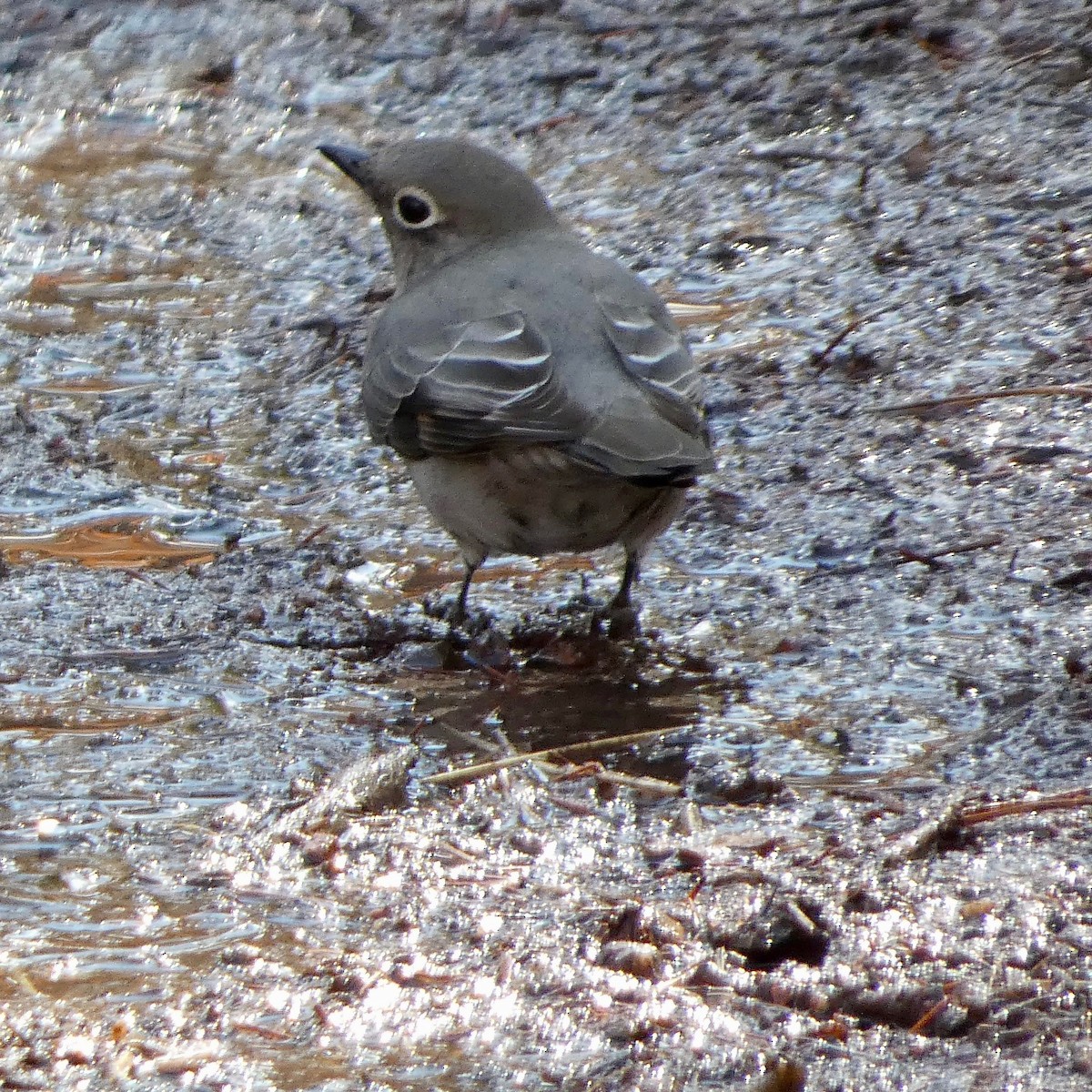 Townsend's Solitaire - ML615763699