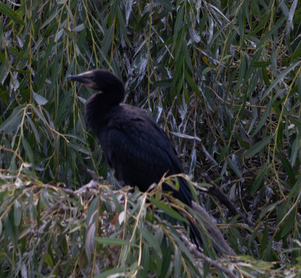 Little Black Cormorant - ML615763891