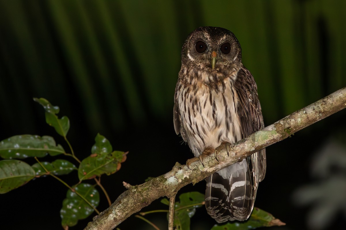 Mottled Owl - Francis Canto Jr