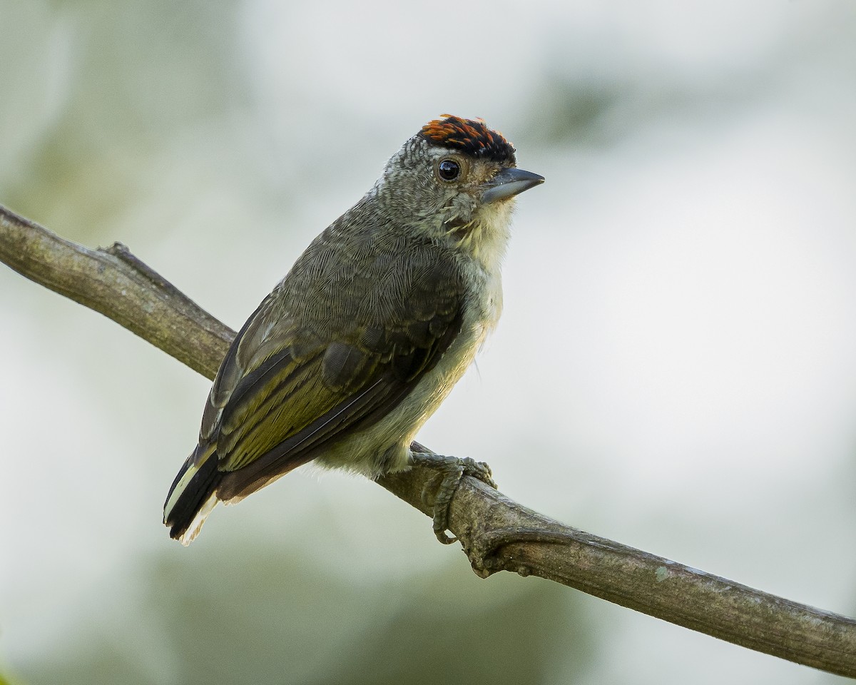 Plain-breasted Piculet - ML615763906