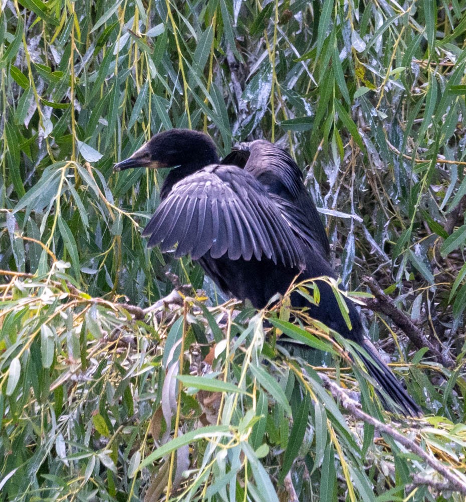 Little Black Cormorant - ML615763956