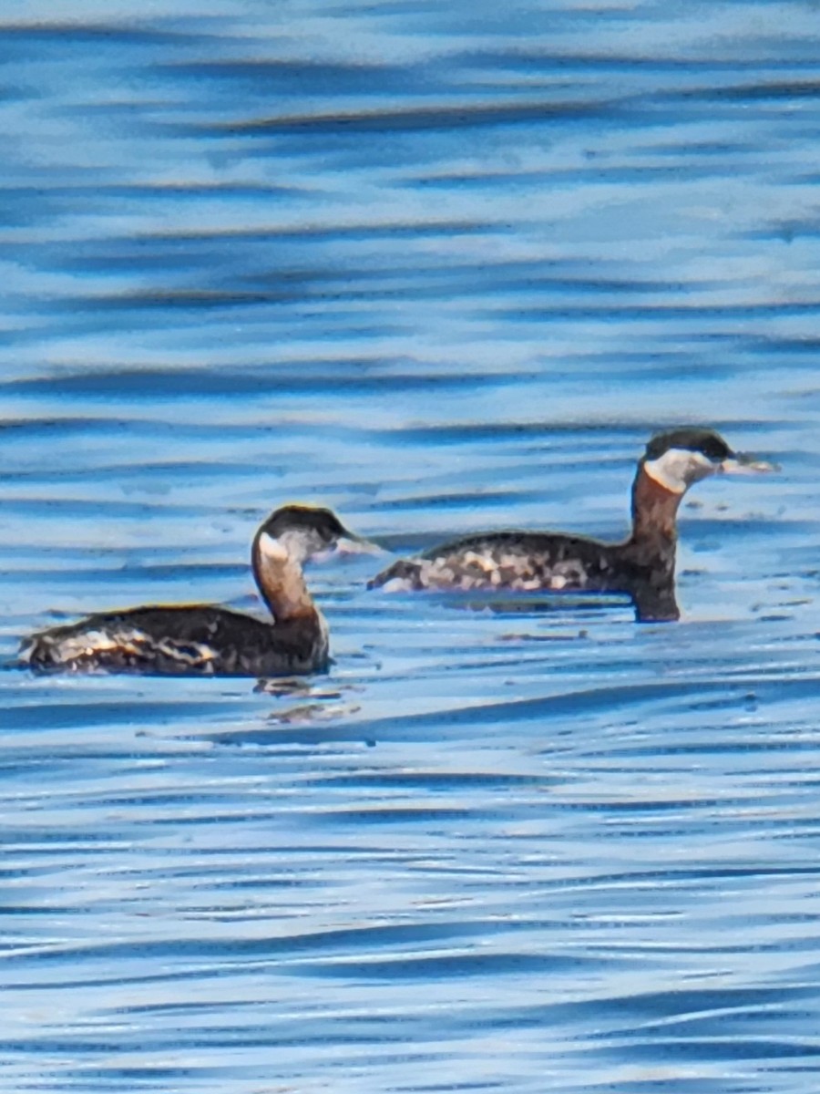 Red-necked Grebe - ML615764073